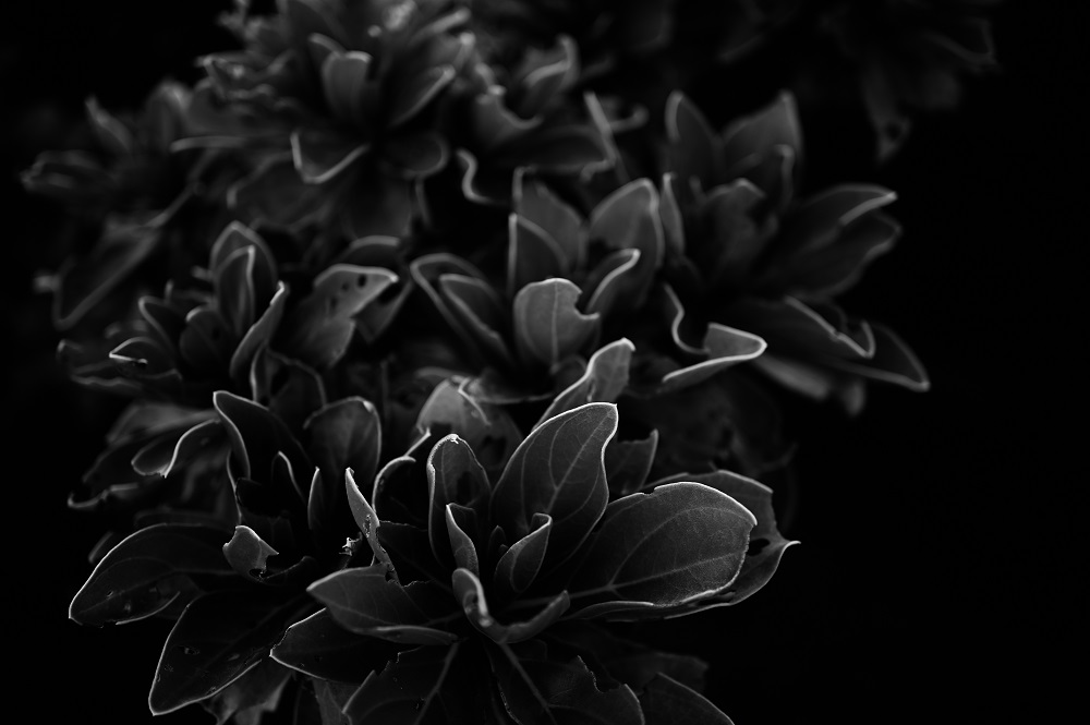 【画像】植物のモノクロ写真